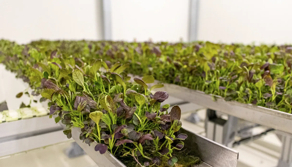 Floors in Growy's vertical farm in Amsterdam: Ucrete BC4, Comforpox 870 HB Coating and Comforpur 660 Uni, detail 4